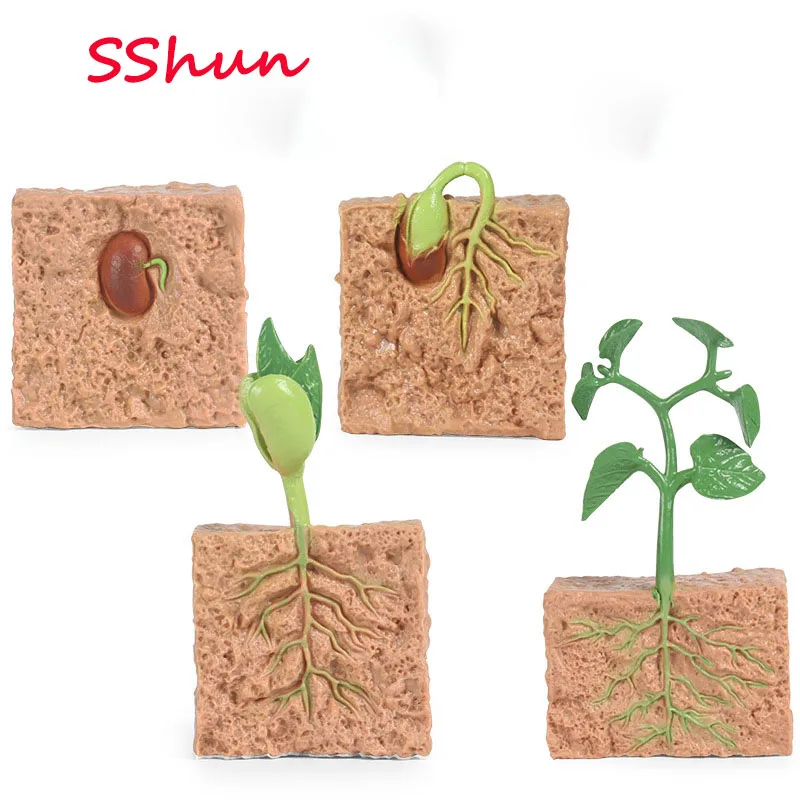 Simülasyon bitki modeli mini tohum büyüme döngüsü oyuncak tohum büyüme döngüsü modeli seti Çocuklar İçin biliş Oyuncaklar