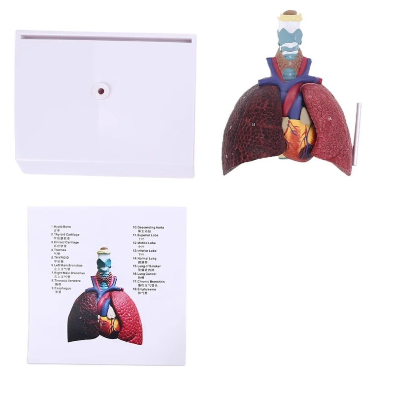 Yaşam Boyutu İnsan Akciğer Modeli Anatomik Solunum Sistemi Anatomisi Öğretim Aracı