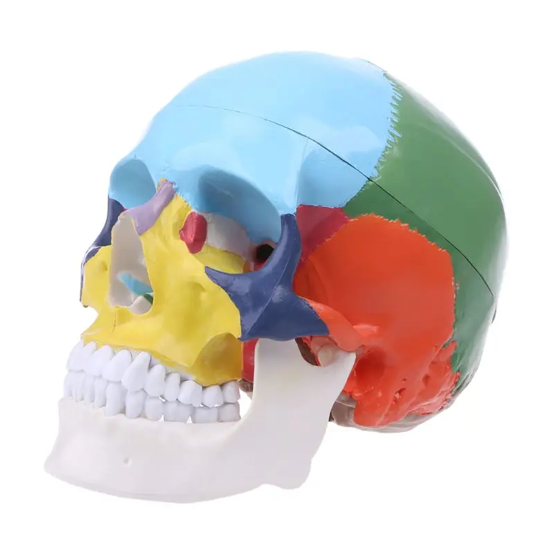 G5AA Yaşam Boyutu Renkli İnsan Kafatası Modeli Anatomisi Anatomisi Tıbbi Öğretim Skeleto