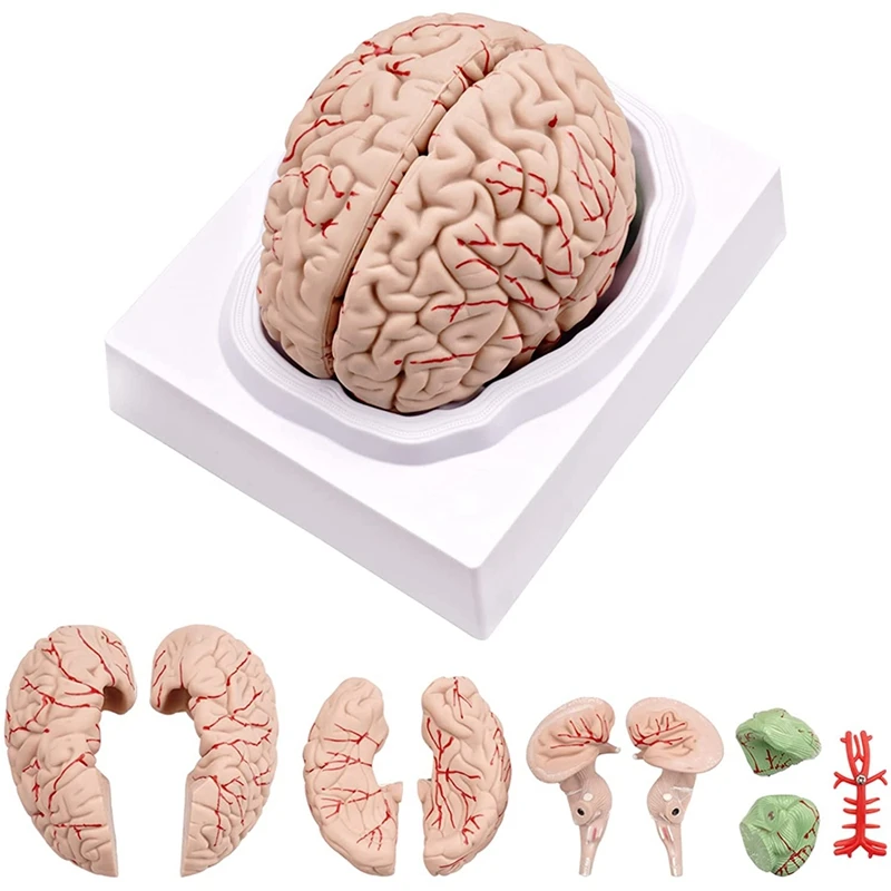 Insan Beyin Modeli, Yaşam Boyutu İnsan Beyin Anatomisi Modeli teşhir tabanı, Bilim Sınıf Çalışma ve Öğretim Ekran