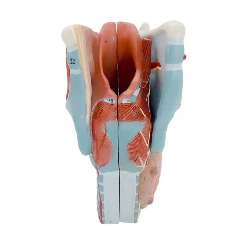 YYDS İnsan Larinks Anatomik Modeli Çalışma Ekran Öğretim Prop Tıbbi Modeli