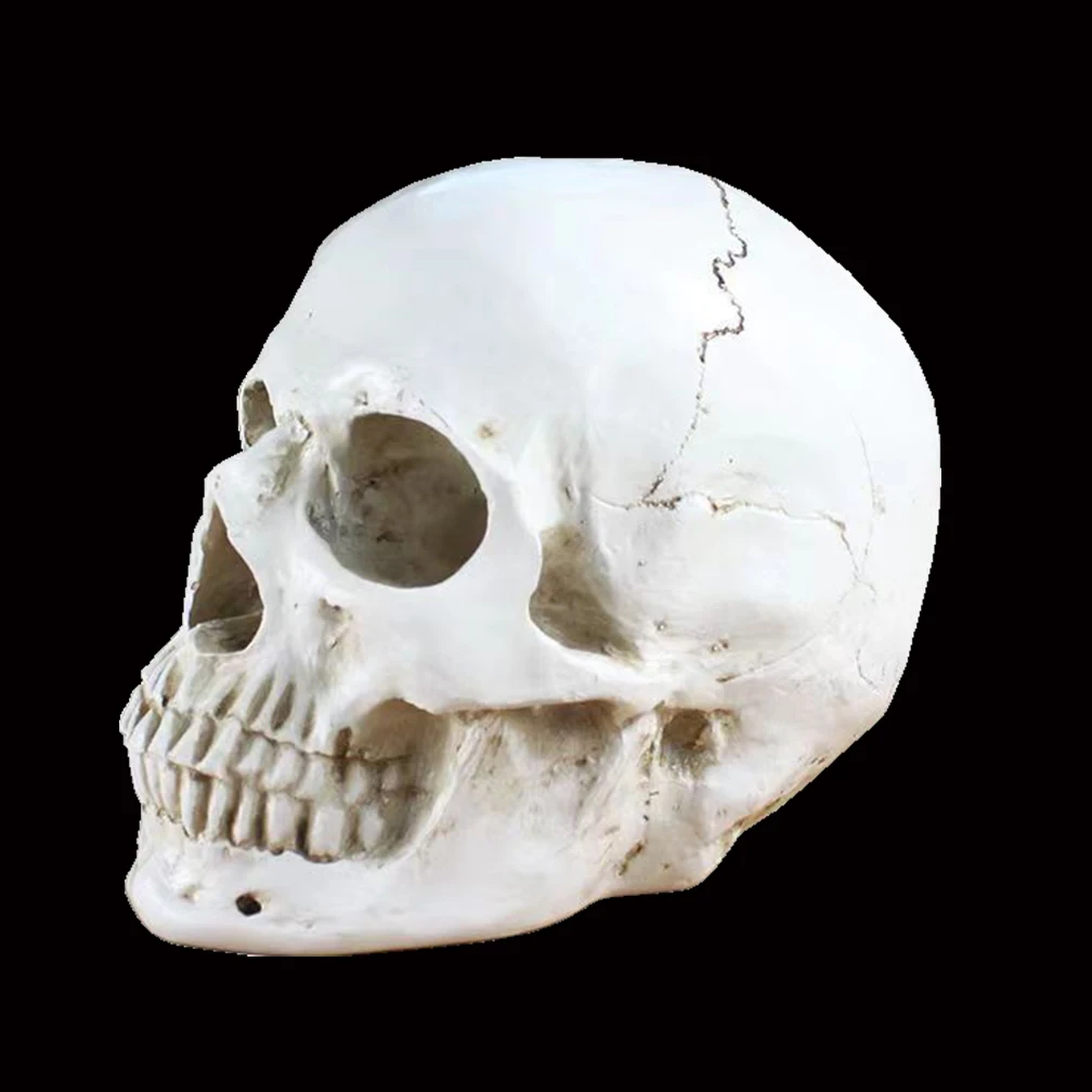 Yaşam Boyutu 2 Bölüm Yetişkin İnsan Anatomisi Kafa iskelet modeli ile Çıkarılabilir Kafatası Kap Hareketli Çene El-Boyalı Renk Sütür Hattı