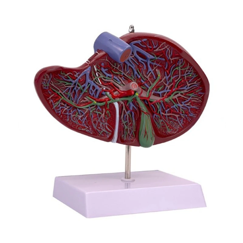 2022 Yeni İnsan Karaciğer Modeli, Karaciğer Kan Damar Sisteminin Ayrıntılarını Gösterir