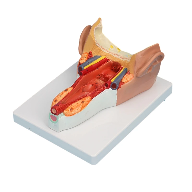 Anatomik Faringeal Duvar Kas Modeli, İnsan Faringeal Anatomi Modeli