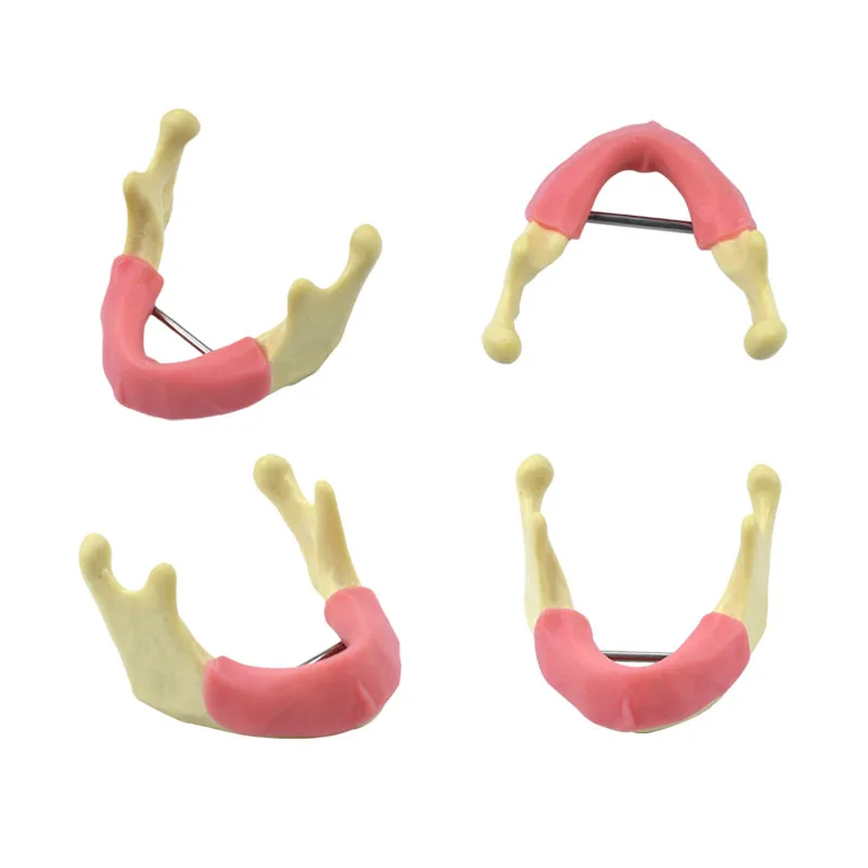 Dört Tip Diş Mandibular Çene Modeli Sakız Reçine ve Süngerimsi Kemik Diş Hekimi Aracı