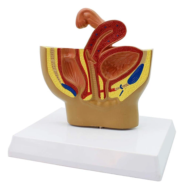 Sagital Pelvis Anatomisi Modeli Erkek Ve Kadın İçin, Erkek Üreme Organı Modeli, Kadın Üreme Sistemi Rahim Modeli